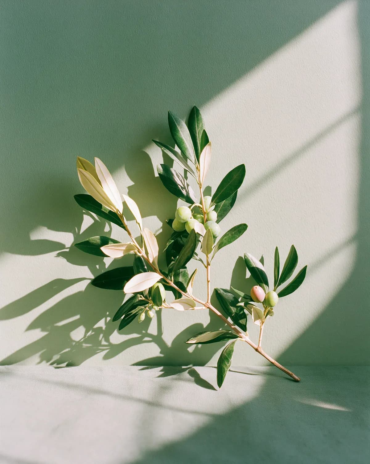 A single elegant olive branch resting in soft daylight